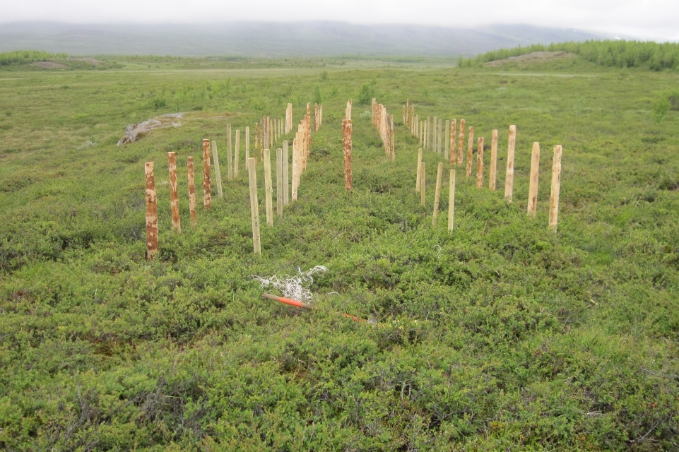 Séð yfir tilraunina í mólendi.jpg